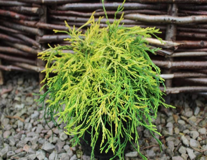 Cypruštek hrachonosný "Sungold"