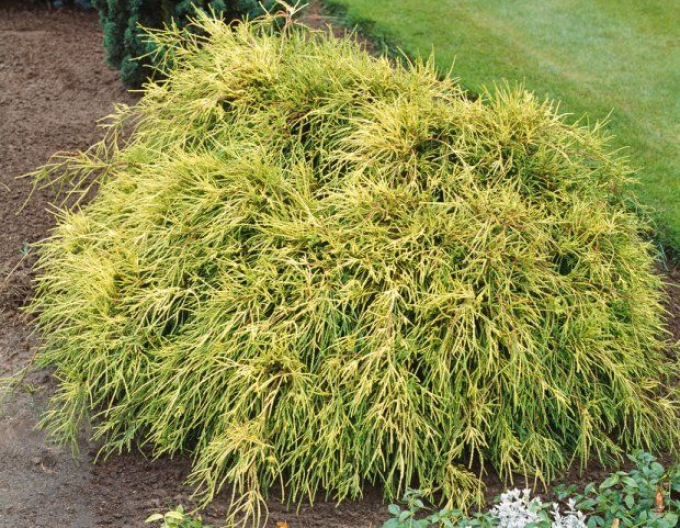 Cypruštek hrachonosný "Sungold"