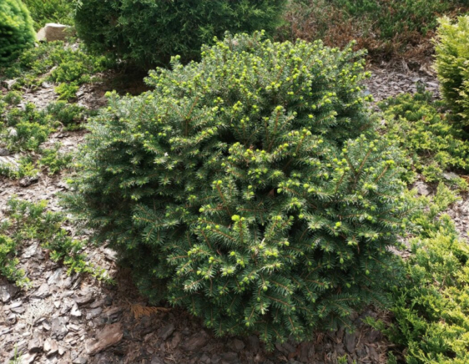 Smrek balkánsky ´Karel´