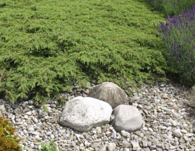 Borievka obyčajná ´Green Carpet´