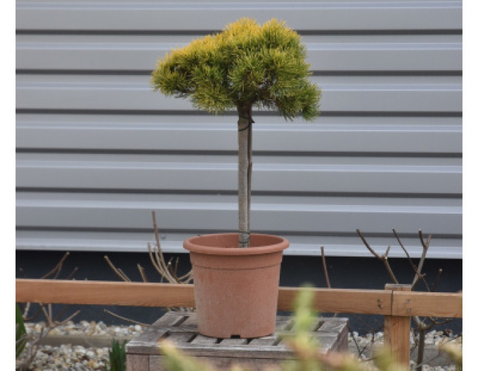 Borovica horská ´Carsten´s Wintergold´ stromčeková