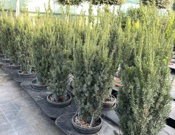 Tis prostredný ´Hillii´