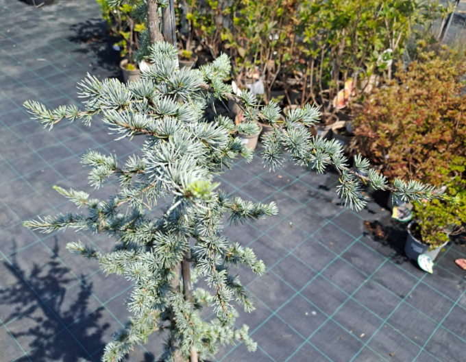 Céder libanonský ´Atlantica La Fontaine´