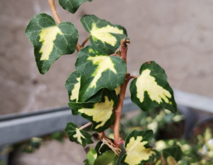 Brečtan popínavý ´Goldheart´