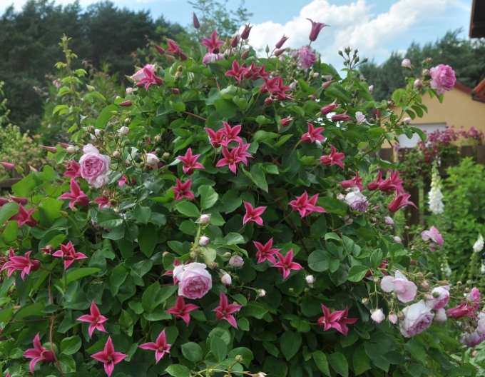 Plamienok ´Happy Diana´