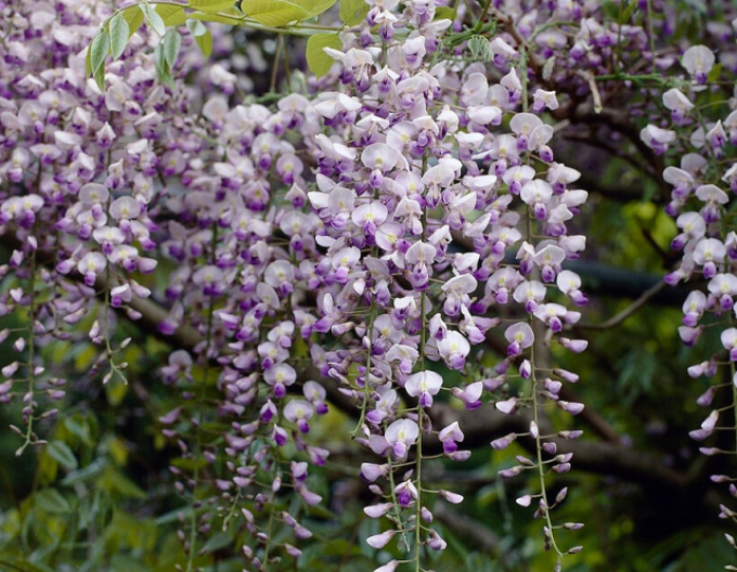 Vistéria kvetnatá ´Issai´