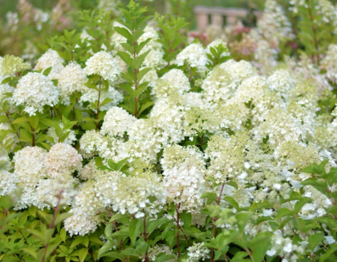 Hortenzia metlinatá ´Little Alf´