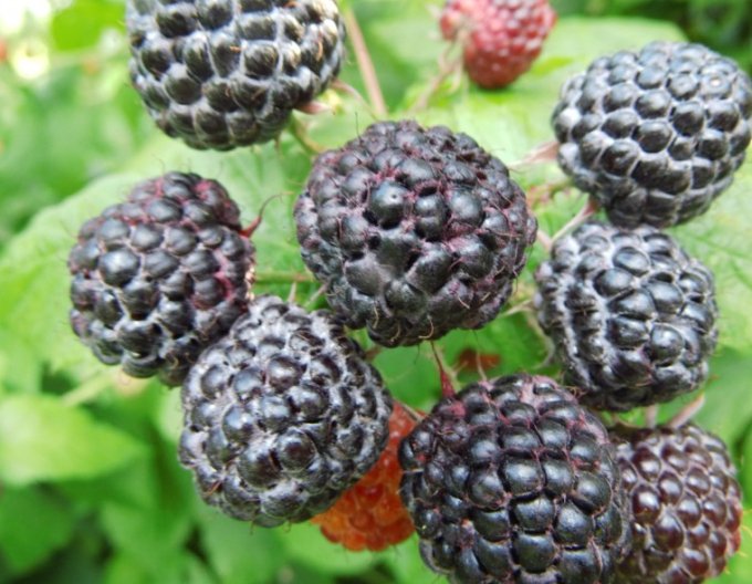 Malina čierna ´Black Jewel´