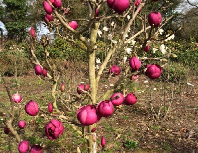 Magnólia ´Black Tulip´