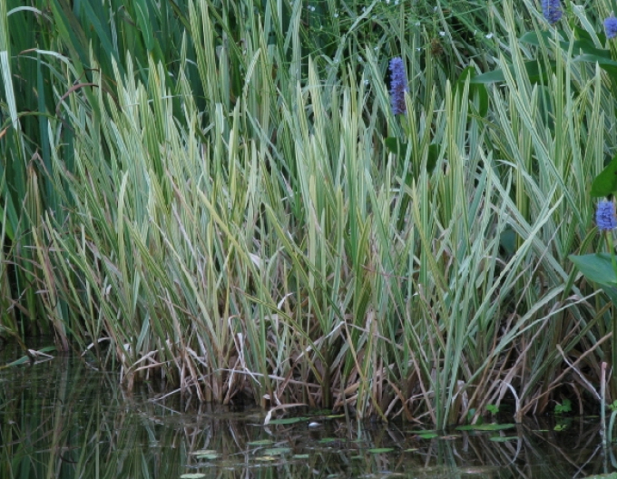 Steblovka vodná ´Variegata´