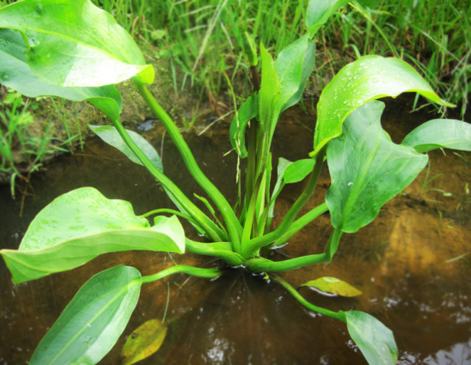 Žabník skorocelový