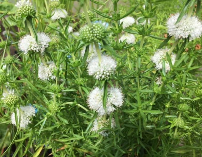 Mäta klasnatá ´Alba´