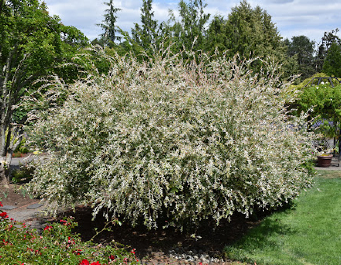 Vŕba japonská ’Hakuro-Nishiki’ KER