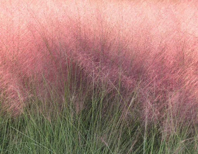 Muhlenbergia capillaris