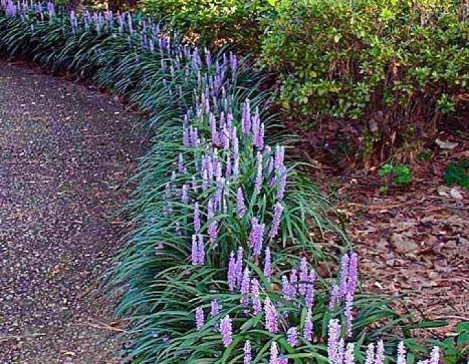 Liriopa modrincová ´Big Blue´