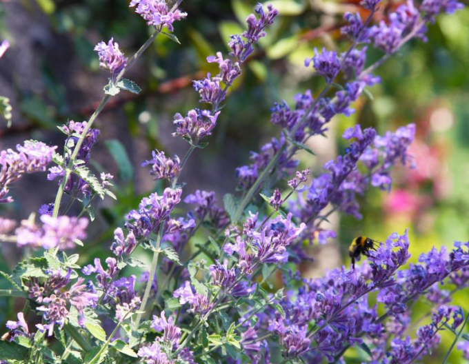 Kocúrnik ´Walker´s Low´