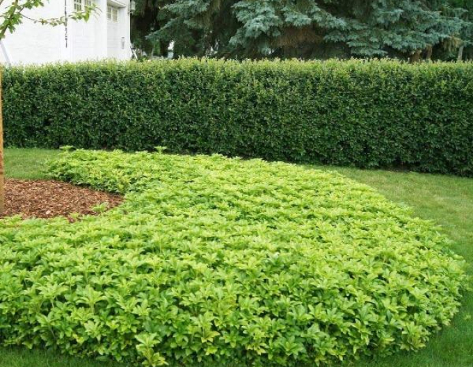 Pachysandra vrcholová