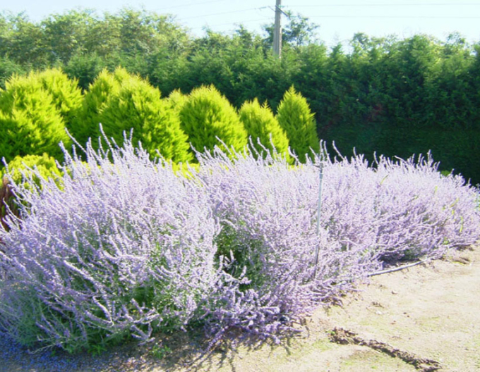 Perovskia ´Blue Spire´