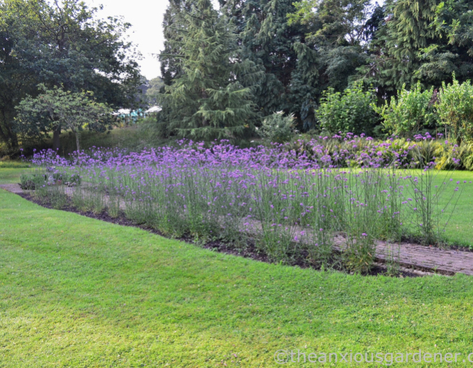 Železník argentínsky