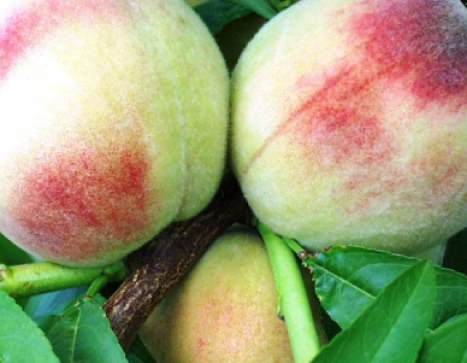 Broskyňa ´Albatros´ skorá, podpn. GF677, kont. 5l