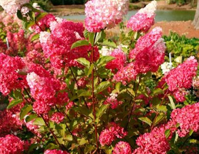 Hortenzia metlinatá ´Fraise Melba´ na kmienku