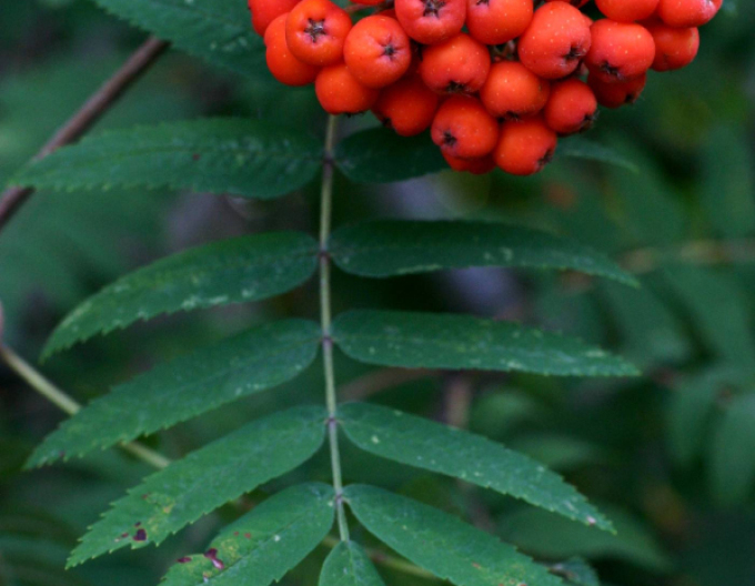 Jarabina ´Sladkoplodá Moravská´ Stromčeková, voľnok