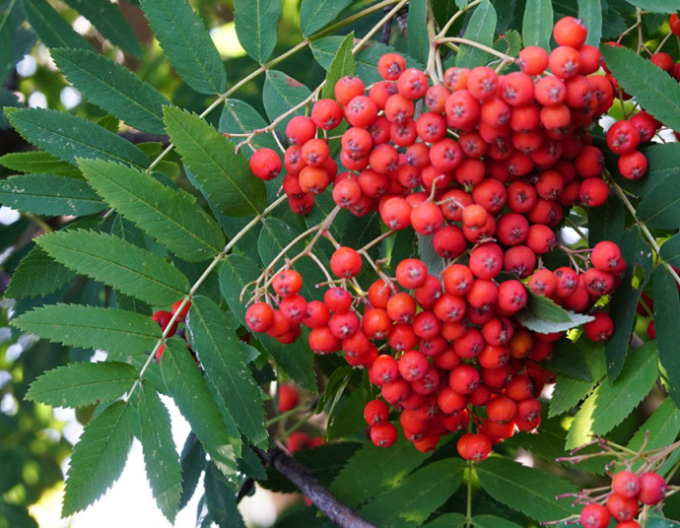Jarabina ´Sladkoplodá Moravská´ Stromčeková, voľnok