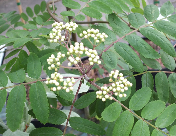 Jarabina ´Biela´ Stromčeková, voľnok