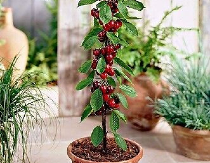 Čerešňa stĺpová ´Queen Marry´, podp. Colt, voľnok.