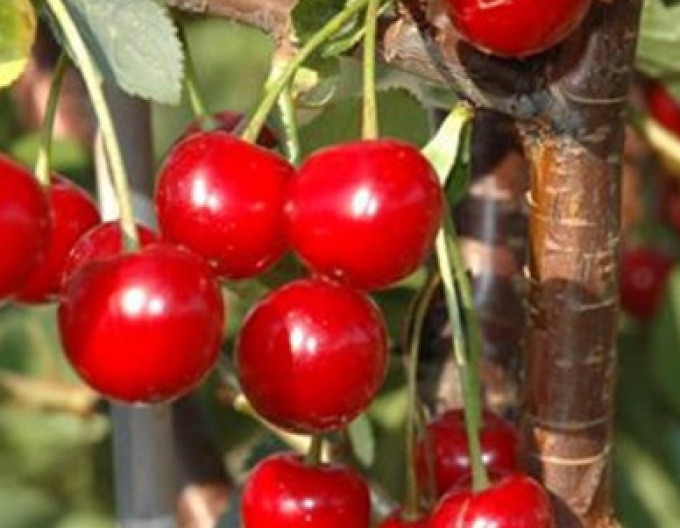 Višňa stĺpová ´Jachim´, podp. Mahalebka, voľnok.