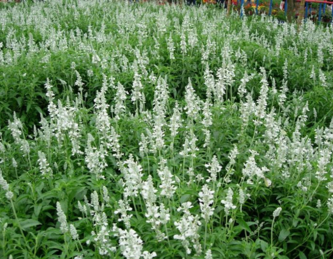 Levanduľa ’Edelweiss’