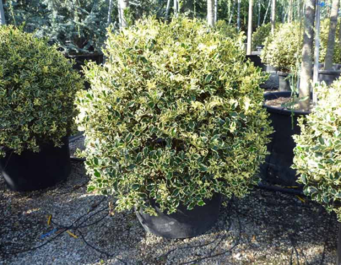 Cezmína ostrolistá ´Variegatum Ball ´