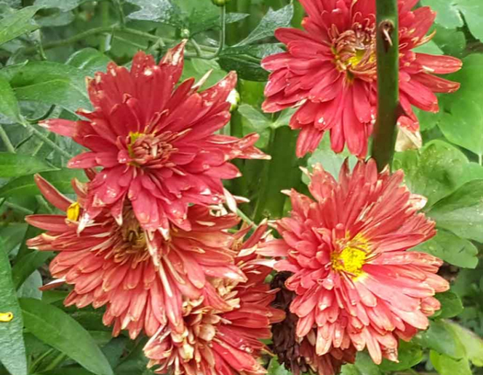 Chryzantéma ´Red Velvet´