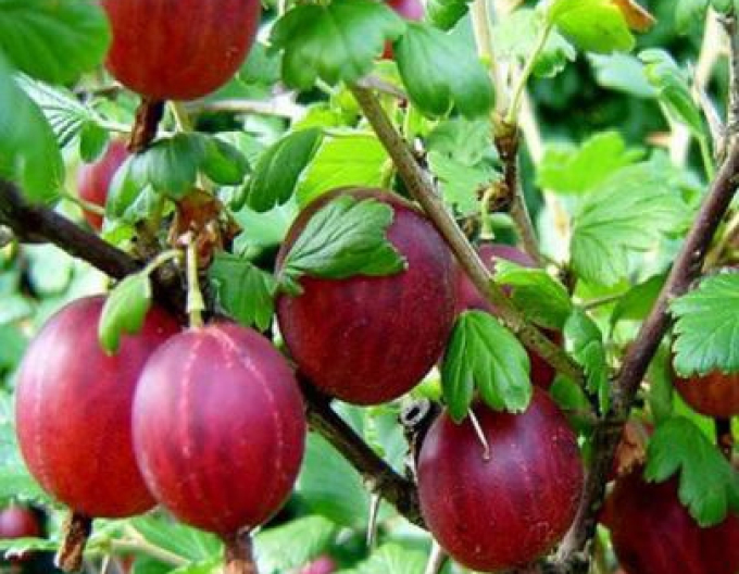 Egreš ´Hinnonmaki Rod´ stromčekový, voľnok.