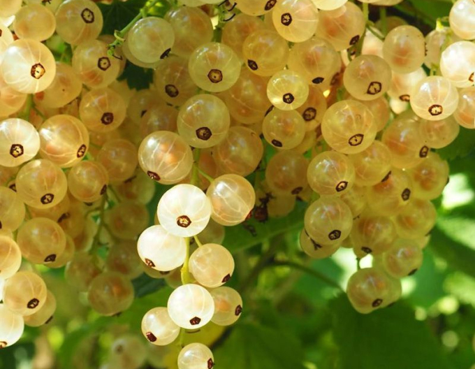 Ríbezľa biela ´Biely Versaillský´, Stromčeková,  voľnok