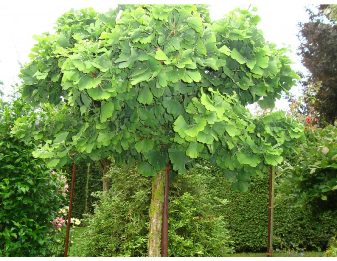 Ginko ´Mariken´ na kmienku