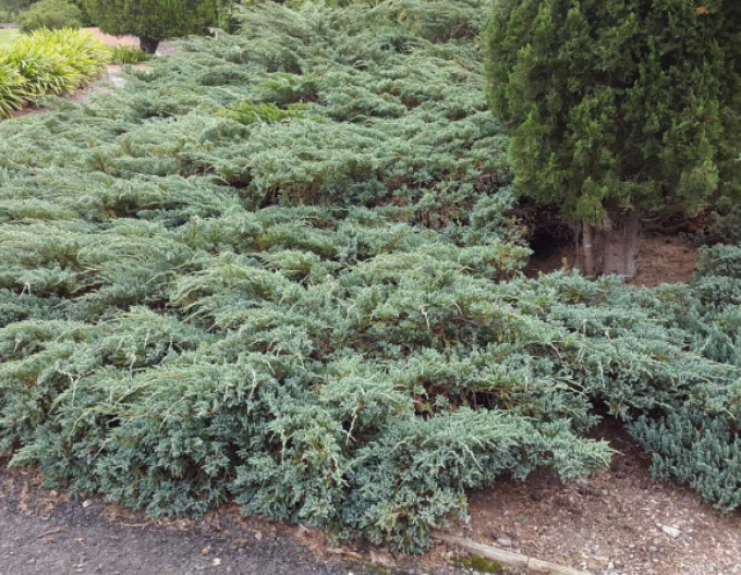 Borievka ´Wiltonii´