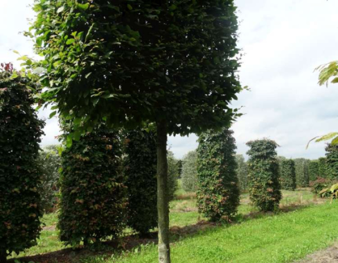 Hrab obyčajný ´Obdĺžnik 60x60x80cm´ na kmienku