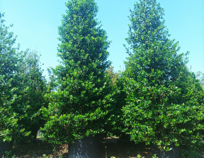 Cezmína ostrolistá