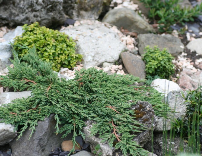 Borievka rozprestretá ´Pancake´