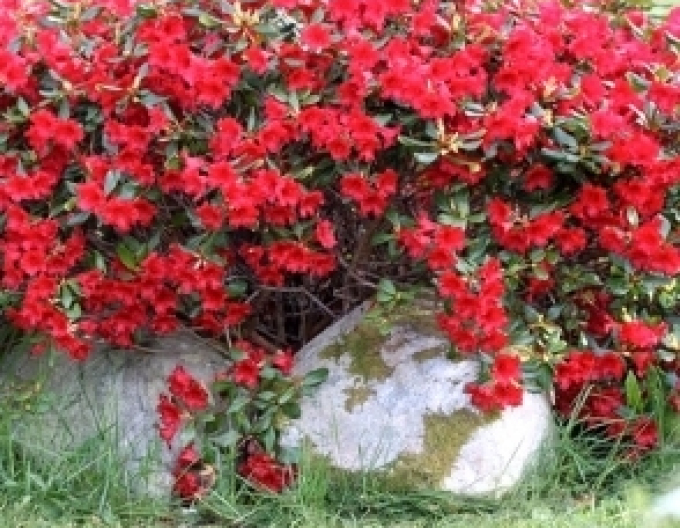 Rododendrón ´Elizabeth´