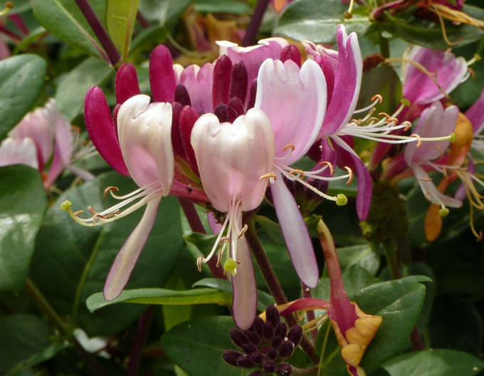 Zemolez ovíjavý ´Serotina´