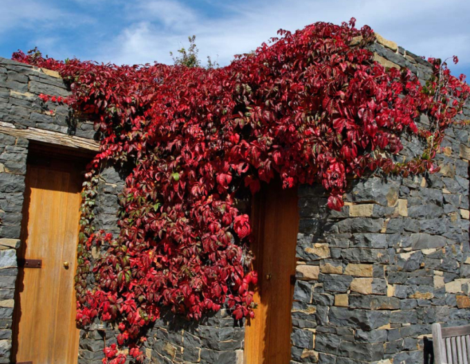 Pavinič  päťlaločný ´Engelmannii´ 2L