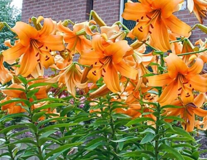 Ľalia ´Orange Space´