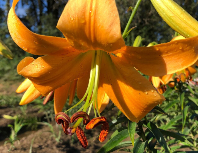 Ľalia ´Orange Space´