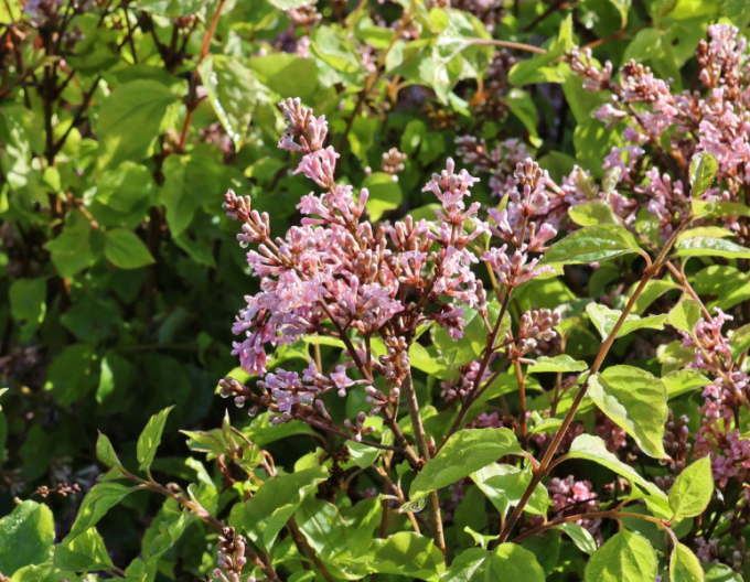 Orgován meyerov ’Flowerfesta’ Pink
