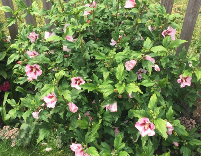 Ibištek sýrsky ´Hamabo´