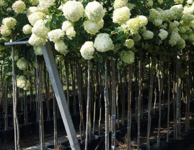 Hortenzia metlinatá ´Limelight´ na kmienku