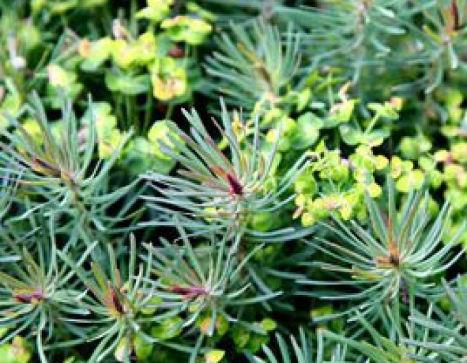 Mliečnik cyparissias ’Fens Ruby’