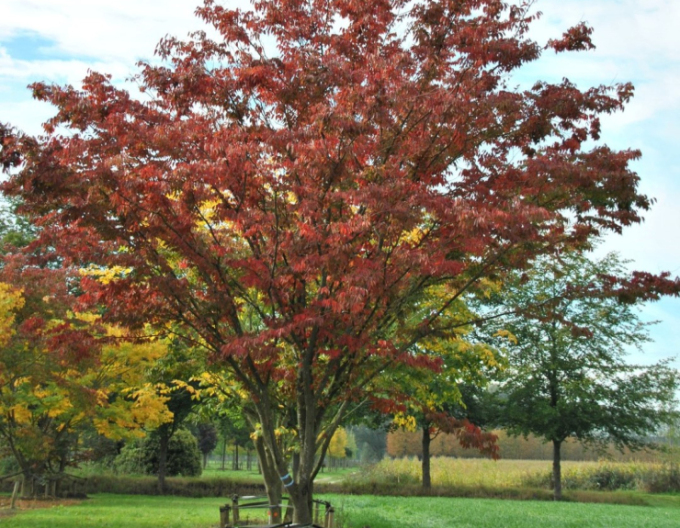Zelkova ostrolistá  (Zelkova serrata) viackmenná